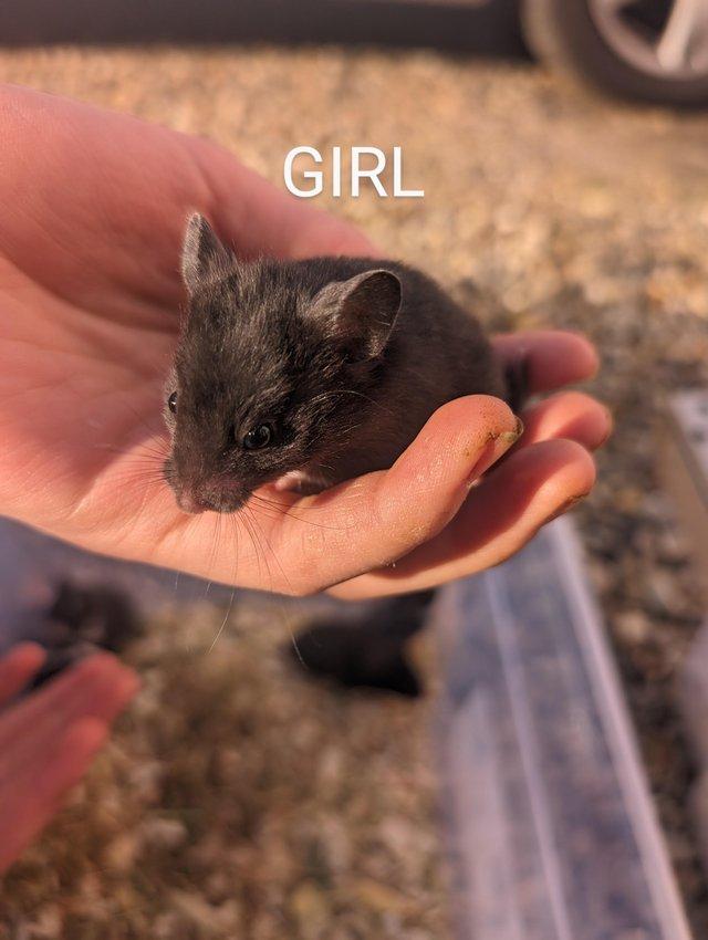 Preview of the first image of Friendly, baby Syrian hamsters.
