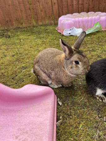 Image 4 of Mini lop rabbits for sale