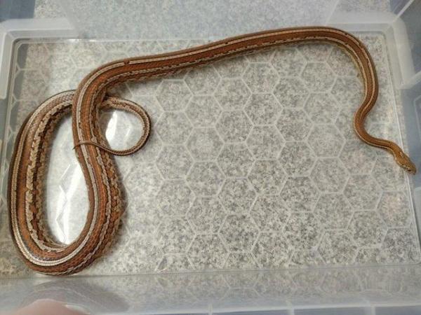 Image 5 of Adult Corn Snakes Rehome - £20 each