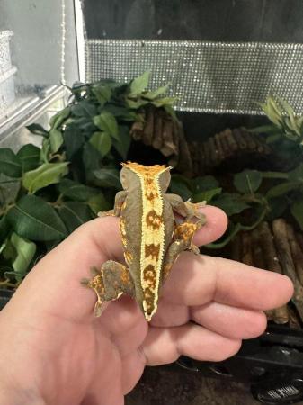 Image 13 of Crested gecko babies available now