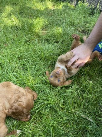 Image 17 of Last Female Cocker Spaniel Pup