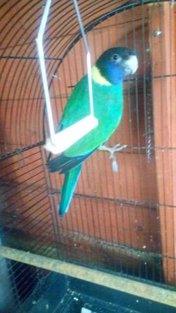 Image 2 of Young Indian ringneck parrot