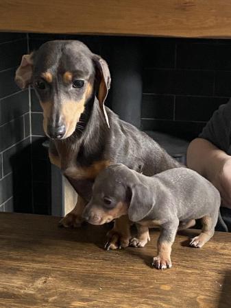 Image 8 of Miniature dachshund puppies 10 weeks old ready to leave