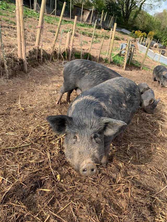 Preview of the first image of Kune Kune MIxed Breed in need of LOVING HOMES.