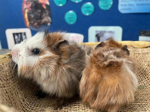 Image 4 of Pure Abyssinian Guinea Pig Pups For Rehoming