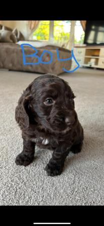 Image 3 of Lovely Cockerpoo puppies