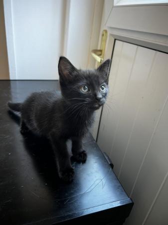 Image 1 of 1 black playfull kitten looking for a loved forever homes