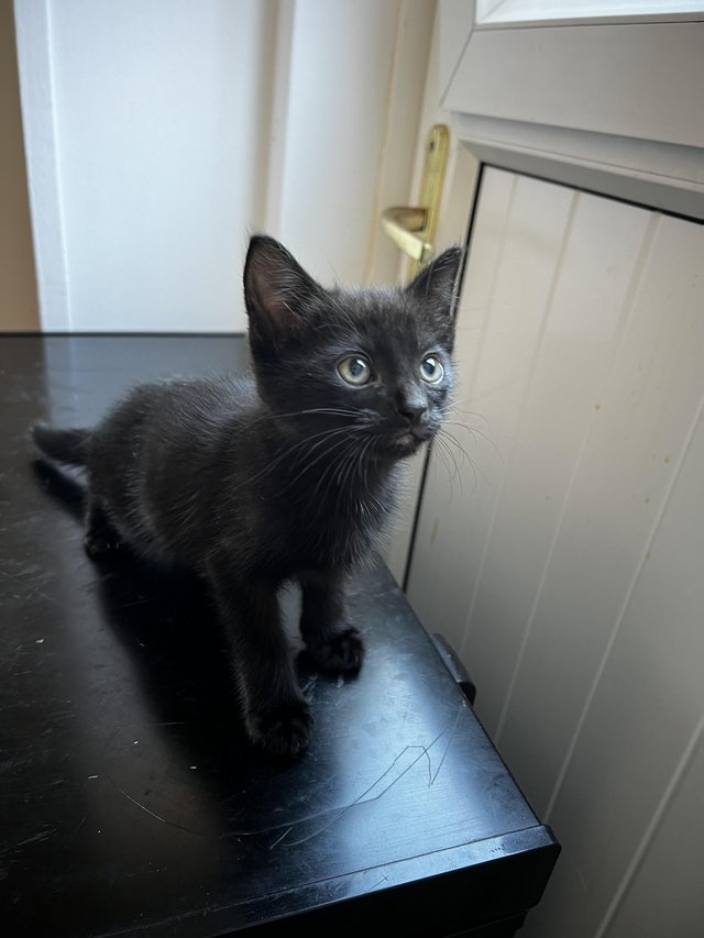 Preview of the first image of 1 black playfull kitten looking for a loved forever homes.