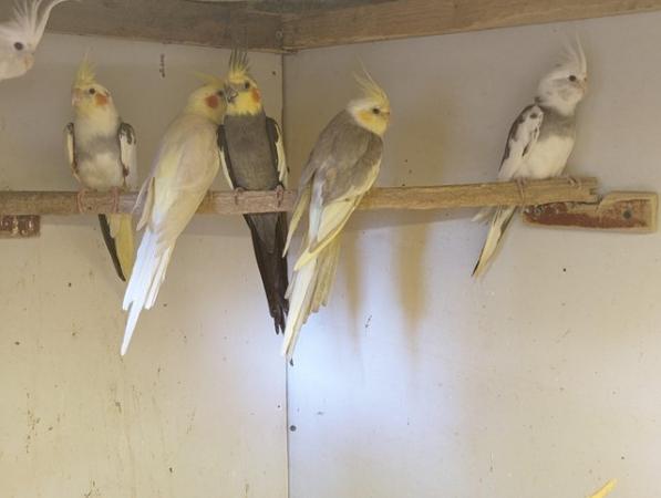 Image 1 of Cockatiels available for sale beautiful birds
