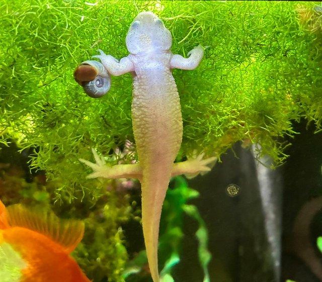 Preview of the first image of Leutistic Spanish Sharp Ribbed Newt.