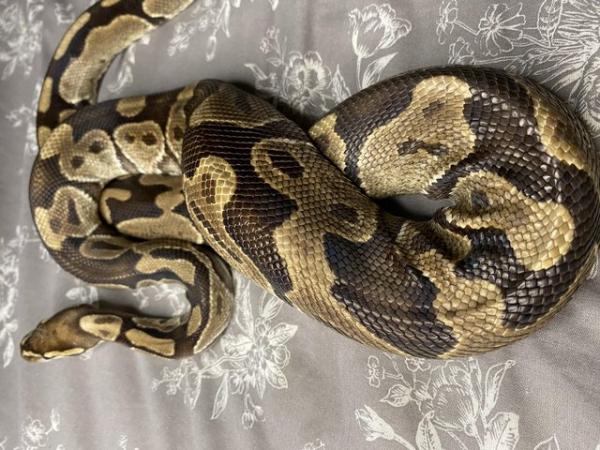 Image 3 of Het Pied Female Royal Python