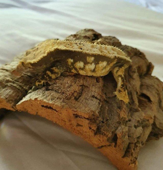 Preview of the first image of 3 year old Female Crested Gecko.