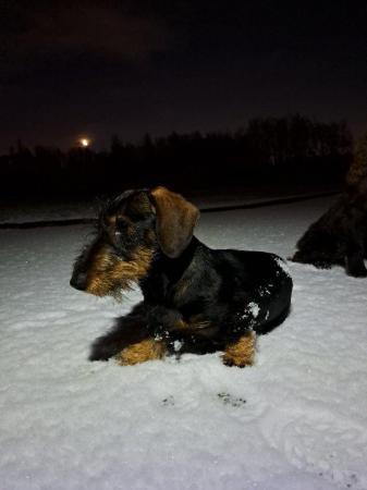 Image 3 of Kc registered Miniature wire haired dachshund (Teckle)