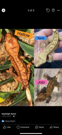 Image 4 of Pet Home Only - Hallow The Crested Gecko