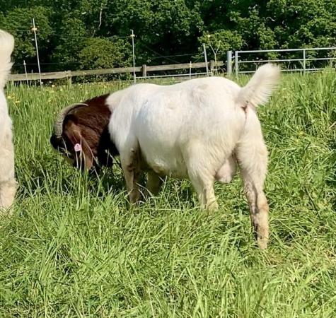 Image 1 of New USA Genetics ~ Pedigree Boer & Meat Goat Breeding Bucks