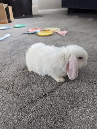 Image 5 of Gorgeous, friendly blue eyed white Mini Lop Buck Bunnies