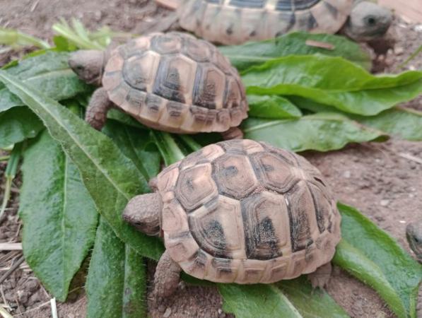 Image 2 of 9 month old and 4 year old Hermann Tortoise from £80
