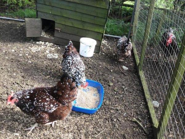 Image 6 of Pure breed hatching eggs Large fowl
