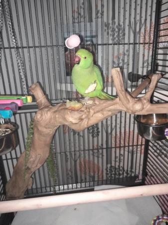 Image 5 of 1+ year old indian ringneck + cage