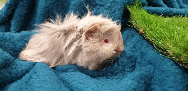 Image 14 of Selection of lovely Male (Boars) Guinea Pigs for Sale
