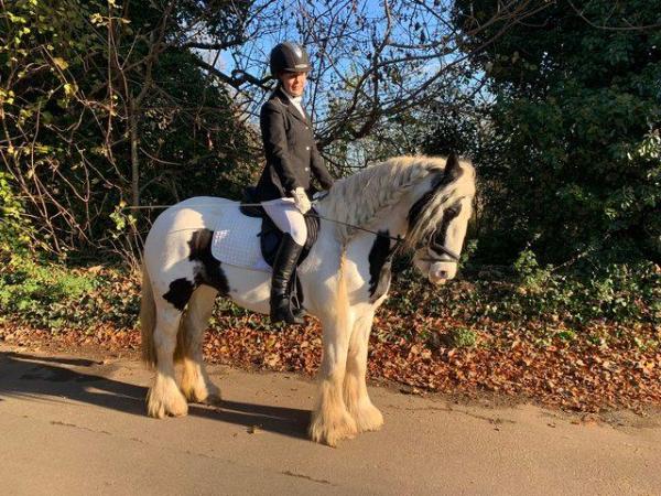 Image 2 of Gypsy Cob Mare for share/hacking £140pcm