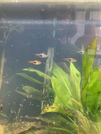 Image 6 of Fully cycled aquarium with fish, shrimps and snails