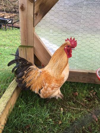 Image 3 of Pilkie Cockerel for sale - 12 months