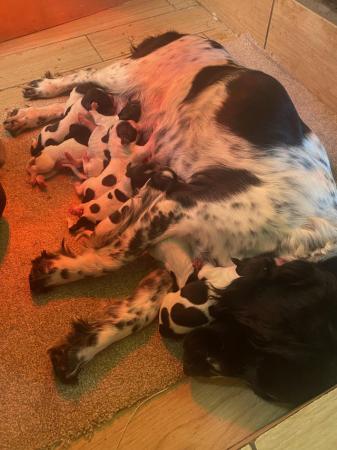 Image 2 of Ready now 4 Springer spaniel puppies