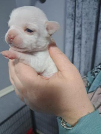 Image 3 of Pure breed Chihuahua puppies (All found new homes)