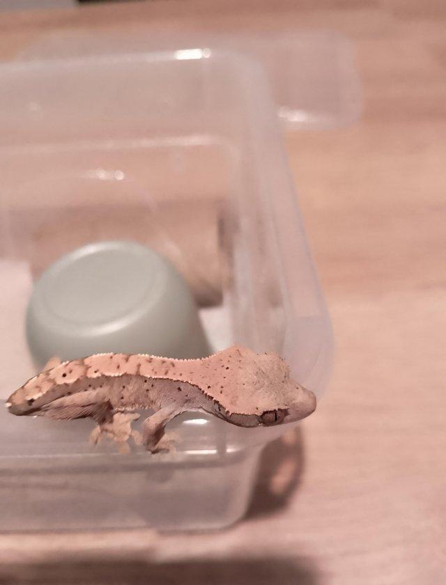Preview of the first image of Crested Gecko for sale £40 no offers..