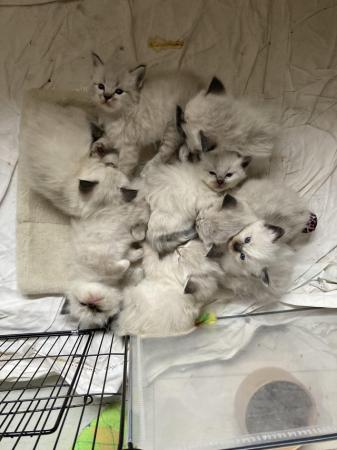 Image 7 of 8 week old pure bred ragdoll kittens.