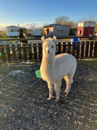 Image 5 of White alpaca weanling male 6months