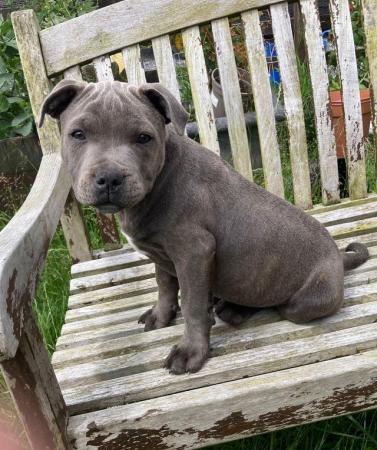 Image 18 of beautiful champion blue Staffordshire boy puppy available