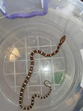 Image 4 of Gorgeous 2023 corn snake hatchlings sale £5 off prices