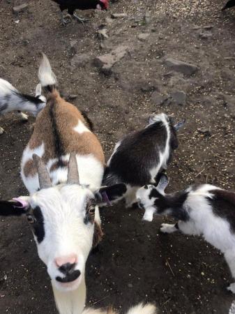 Image 1 of Quality Pygmy goats available