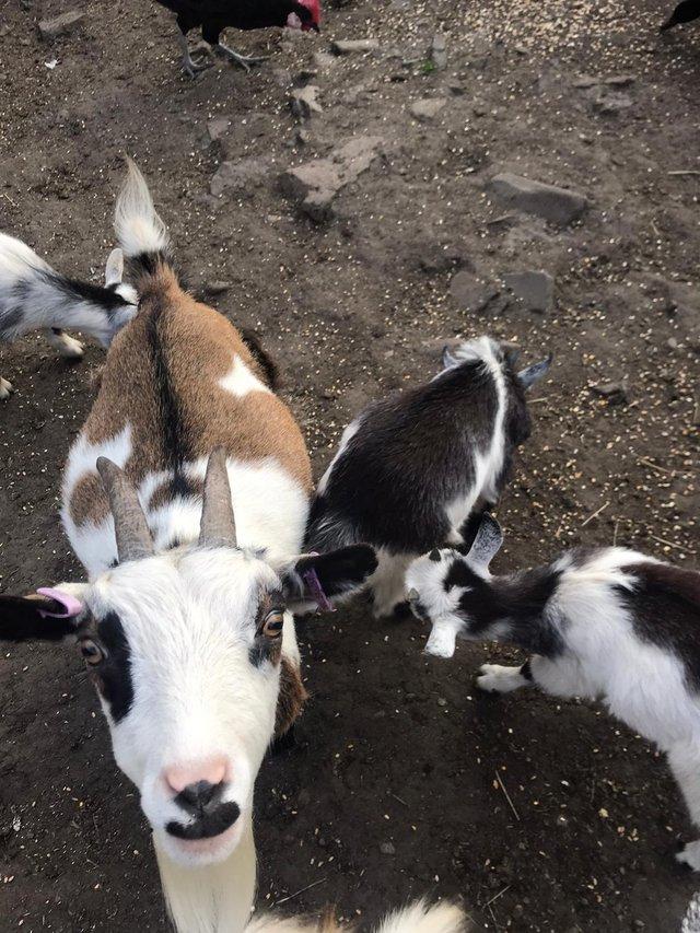 Preview of the first image of Quality Pygmy goats available.