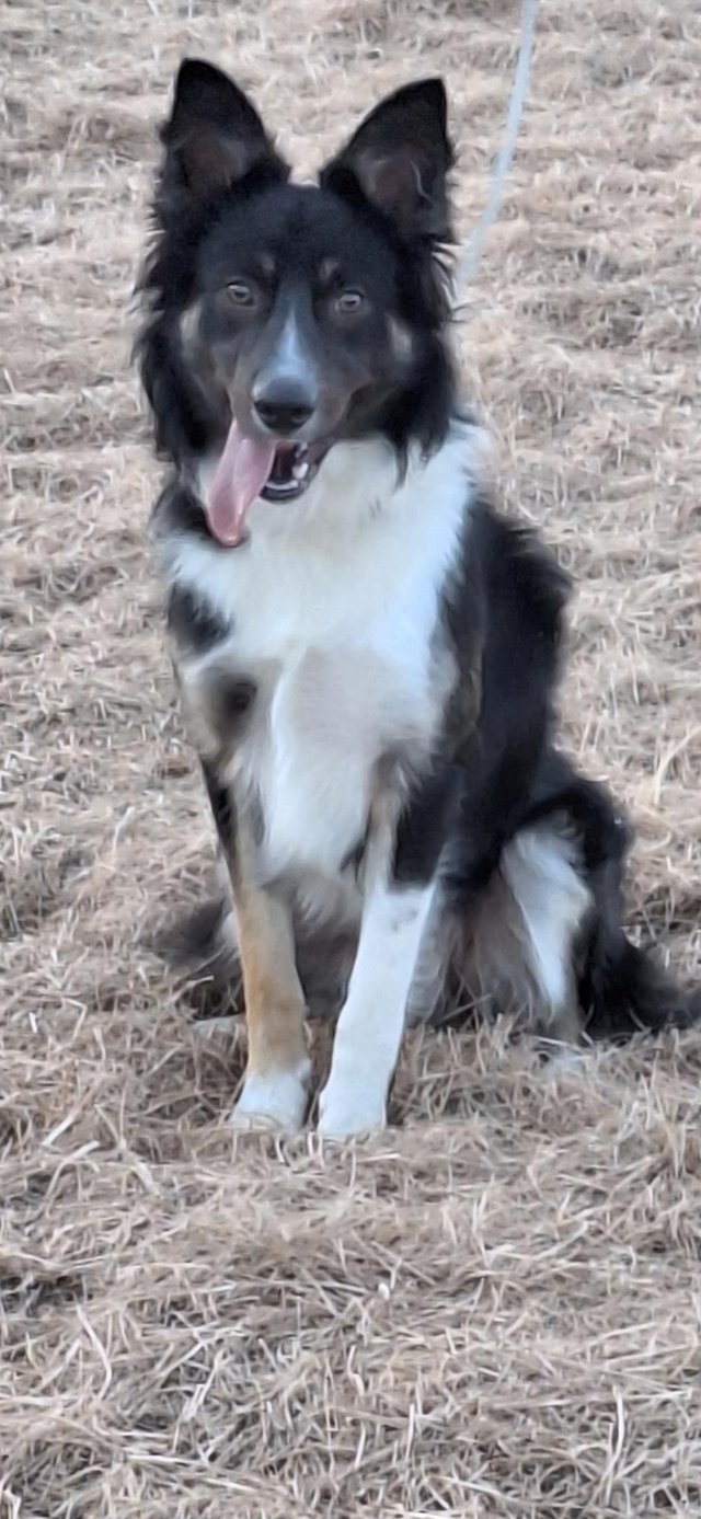 For rehoming my border collie