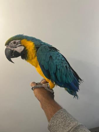 Image 3 of Handreared Super Tame Cuddly Friendly Talking Macaw Parrot