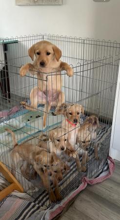 Image 15 of Beautiful Labrador puppies ready to go