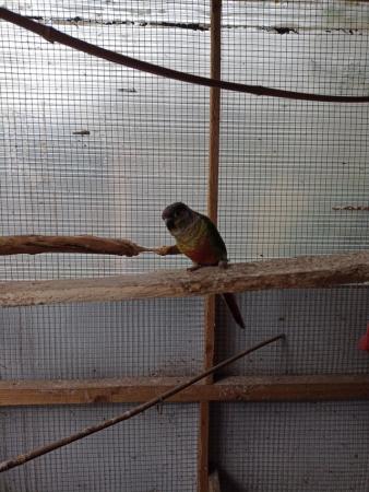 Image 4 of Green cheeked parakeets for sale
