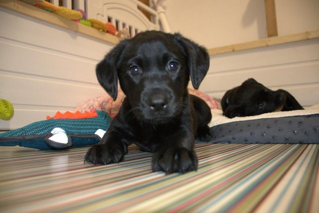 Image 2 of Black Labrador Female Pup Hand Reared for sale