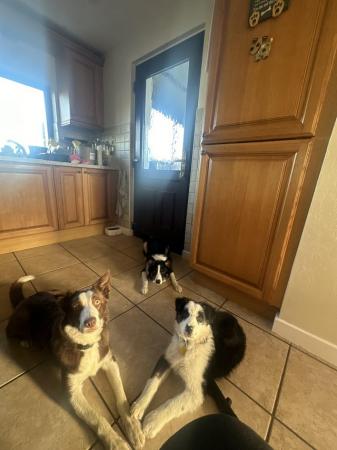 6 month old border collie for sale in Corwen, Denbighshire