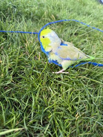 Image 3 of Beautiful male Parrotlet for sale in London