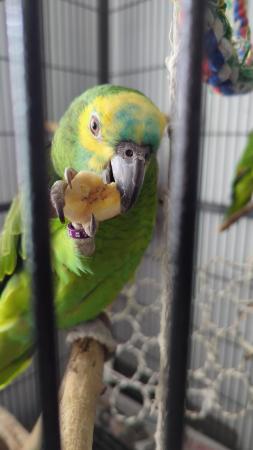 Image 2 of 2 Parrots for Sale.Hand reared.Blue fronted Amazons.