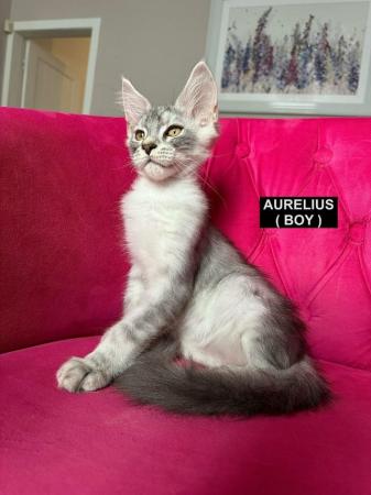 Image 43 of MAINECOON KITTENS - SUPREME CHAMPION BLOODLINE