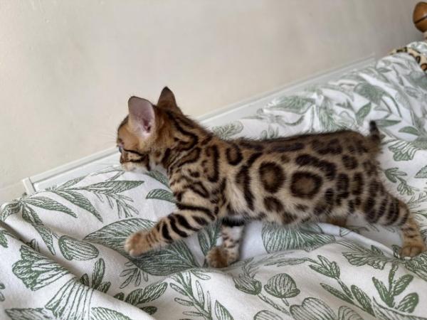 Image 22 of 5 generation TICA registered bengal kittens for sale.