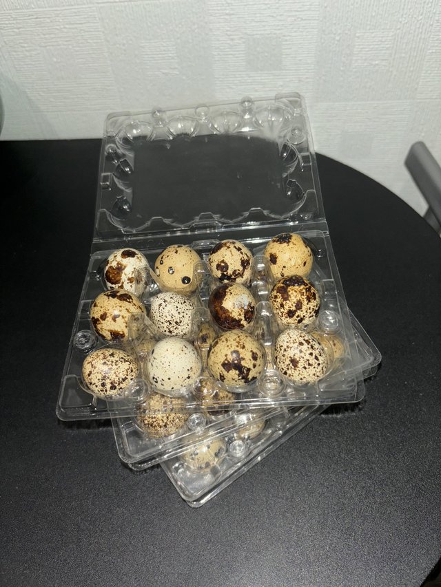 Preview of the first image of Quail eating eggs - pack of 12.