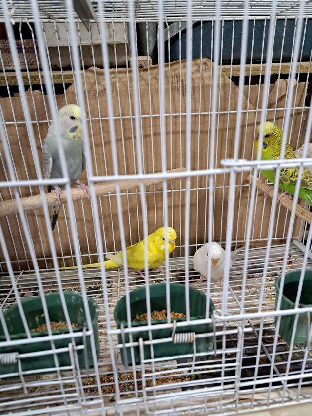 Preview of the first image of 4 budgies looking for a new home 20 each or all for 60.