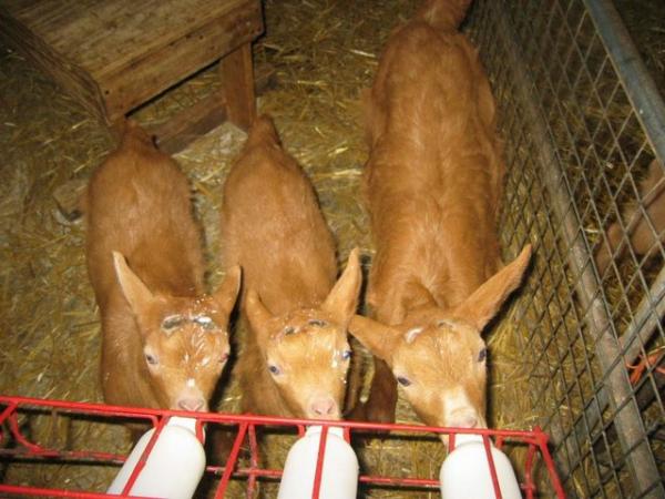 Image 2 of Golden Guernsey wethers (castrated males) kids