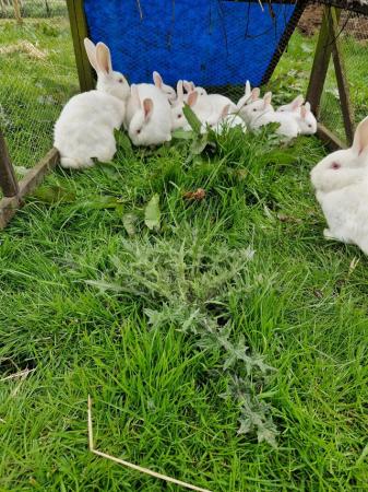 Image 1 of White New Zealand Young Rabbits For Sale